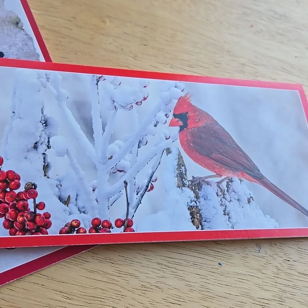 Festive Holiday Cards Red Green White Seasons Unisex Christmas 5 Card Bundle